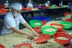 Đồng Nai: Xuất khẩu hạt điều tăng cả về sản lượng và giá