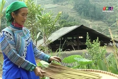 Lào Cai: Nghề làm hương truyền thống của người Mông ở Si Ma Cai