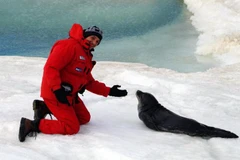 Phát hiện một rừng cây hóa thạch 250 triệu năm tại Nam Cực 