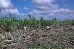 Tây Nguyên chuyển đất bỏ hoang sang trồng mía cho hiệu quả cao