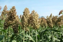 Quảng Ngãi sẽ đưa vào trồng khảo nghiệm giống cây siêu cao lương