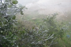 Sương muối xuất hiện đồng loạt ở vùng cao Sa Pa và Bát Xát