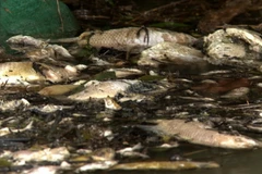 Cá chết nổi trên sông. (Ảnh: Phước Ngọc/TTXVN)