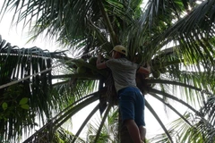 Thu hoạch dừa (Ảnh minh họa. Nguồn: TTXVN)