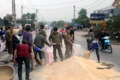 Đông đảo người dân hỗ trợ thu gom cám khô. (Ảnh: Văn Đức/TTXVN)