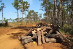 Thông bị cưa hạ, cắt khúc, chất đống chuẩn bị đưa đi tiêu thụ. (Ảnh: Anh Dũng/TTXVN)