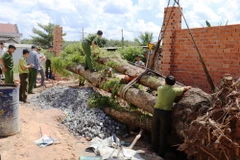 Các ngành chức năng đo đạc, xác định chiều cao của cây giáng hương bị đào trộm. (Ảnh: Lê Đức Hoảnh/TTXVN)