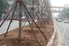 Hàng cây phong lá đỏ mới được trồng trên tuyến đường phố Hà Nội. (Ảnh Minh Nghĩa/TTXVN)