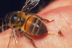 Đồng Nai: Một phụ nữ tử vong do bị ong vò vẽ đốt khắp người