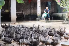 Ông Nguyễn Văn Hạt, thôn Tân An, xã Tân Phong, huyện Bình Xuyên chăm sóc đàn vịt trời ở tại vườn của gia đình. (Ảnh: Nguyễn Trọng Lịch/Vietnam+)