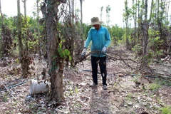 Nông dân xã Bình Trung, huyện Châu, thu gom rễ tiêu chết bán cho thương lái xuất đi Trung Quốc. (Ảnh: Hoàng Nhị/TTXVN)