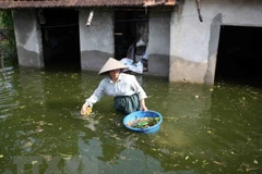 Nước bẩn tiềm ẩn nguy cơ dịch bệnh trong mùa mưa lũ. (Nguồn: TTXVN)