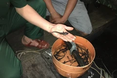 Lực lượng chức năng kiểm tra tang vật. (Ảnh: Nguyễn Hoàng/TTXVN)