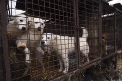 (Nguồn: Rte.ie)