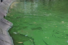 Mặt nước một số khu vực hồ Hoàn Kiếm xuất hiện lớp váng màu xanh. (Ảnh: Mạnh Khánh/Vietnam+)