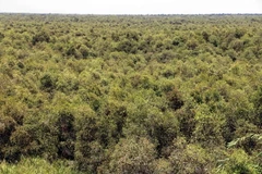 Rừng tràm U Minh Hạ ở Cà Mau. (Ảnh: Kim Há/TTXVN)