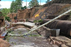 Cây đổ đè chết bé gái 9 tuổi tại một khu du lịch ở Đà Lạt