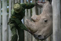 Ảnh chụp Sudan, chú tê giác trắng phương Bắc cuối cùng trên thế giới năm 2016. (Nguồn: AFP)