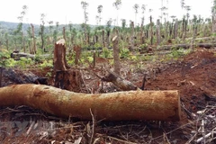 Hiện trường một vụ phá rừng. (Ảnh minh họa. Nguồn: TTXVN)