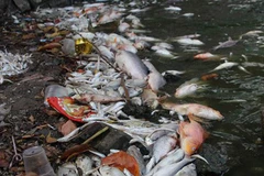 Hơn 300kg cá chết tại hồ Tây sau đợt nắng nóng, bốc mùi khó chịu