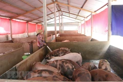 Ảnh minh họa. (Nguồn: TTXVN)