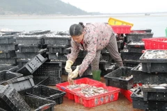 Hàng chục tấn cá trích được các thương lái thu mua ngay tại Cảng cá Cửa Sót. (Ảnh: Phan Quân/TTXVN)