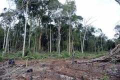 Nhiều diện tích đất rừng trên lâm phần giao cho Hợp tác xã Hợp Tiến bị đánh giá là... không có rừng. (Ảnh: Hưng Thịnh/TTXVN)