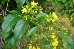 Rủ nhau ăn lá ngón vì... tò mò, hai học sinh tiểu học tử vong 