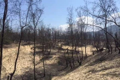 Khu vực rừng phi lao phòng hộ ven biển bị cháy từ ngày 10/7/2017, không phải do đơn vị thị công cột quan trắc gây ra để khai thác titan. (Ảnh: Phạm Kha/TTXVN)