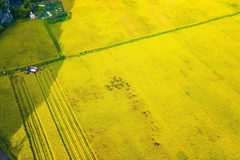 Cánh đồng lúa chín vàng nhìn từ đỉnh Hang Múa. (Ảnh: Minh Đức/TTXVN)