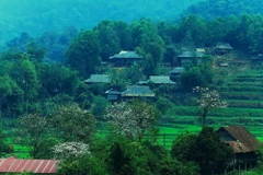Hoa ban gắn liền với cuộc sống người dân nơi vùng núi cao. (Ảnh: Phan Tuấn Anh/TTXVN)