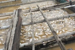 Cá nuôi chết nổi trắng bè trên sông La Ngà. (Ảnh: Sỹ Tuyên/TTXVN)