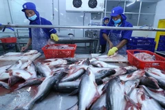 Chế biến cá tra xuất khẩu tại nhà máy của Công ty trách nhiệm hữu hạn Công nghiệp thủy sản Miền Nam. (Ảnh: Vũ Sinh/TTXVN)