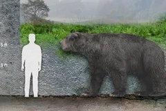 Loài gấu Arectotherium. (Nguồn: SameerPrehistorica)