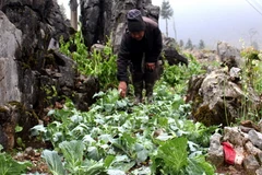 Mưa đá gây thiệt hại cho hoa màu. (Ảnh minh họa. Nguồn: TTXVN)