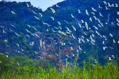 (Ảnh: Minh Đức/TTXVN)