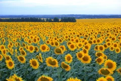 Cánh đồng hoa hướng dương. (Ảnh: Trần Hiếu/TTXVN)