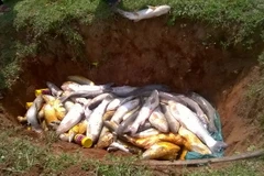 Cá chết trên sông Bưởi được đưa xuống hố chôn lấp, tiêu hủy. (Ảnh: Khiếu Tư/TTXVN)