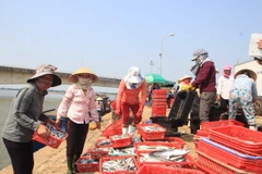 Thương lái thu mua cá tại Cảng cá Cửa Tùng. (Ảnh: Thanh Thủy/TTXVN)