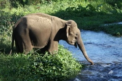 Môi trường tự nhiên giúp đàn voi sinh trưởng phát triển tốt hơn. (Ảnh: Dương Giang/TTXVN)