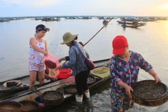 Nhộn nhịp cuộc sống trên đầm Quảng Lợi lúc bình minh. (Ảnh: Hồ Cầu/TTXVN)