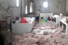 Gần 12 tấn chân gà không rõ nguồn gốc xuất xứ tại cơ sở sản xuất của Nguyễn Đức Nam. (Ảnh: Văn Đức/TTXVN)