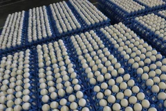 Trứng được phân loại tại Costestii din Vale, Romania ngày 11/8. (Nguồn: AFP/TTXVN)