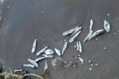 (Ảnh minh họa: TTXVN phát)