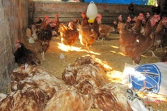 Gà bị chết do nhiễm cúm A/H5N1. (Ảnh: Trần Lê Lâm/TTXVN)