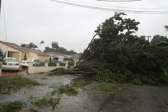 Cây bị quật đổ sau khi bão Irma đổ bộ vào Miami, Florida ngày 10/9. (Nguồn: AFP/TTXVN)