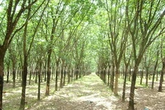 VRG nhắm mục tiêu dài hạn ở Campuchia và Lào