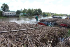 Nhiều ghe mía nằm chờ tại cầu cảng nhà máy CASUCO. (Ảnh minh họa: Hồng Thái/TTXVN)