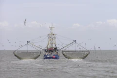 Ảnh minh họa. (Nguồn: Wikipedia)