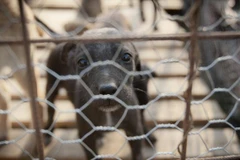 Ảnh minh họa. (Nguồn: newcastleherald.com.au)